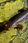 The Chileno Valley Newt Brigade Movie Streaming Online