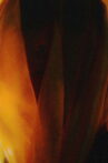 the House of Horror Movie Streaming Online