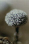 The Life History of True Slime Molds Movie Streaming Online