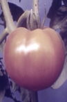 Tomatoe Movie Streaming Online