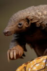Wild Hope: Pangolin Protectors Movie Streaming Online